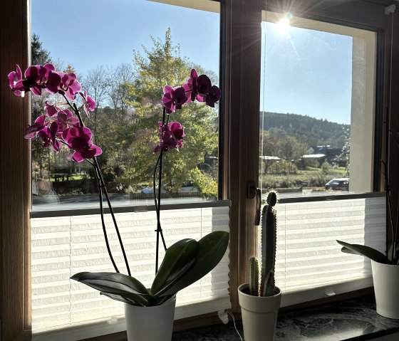 Blick aus dem Wohnzimmerfenster, &copy; Nordeifel Tourismus GmbH & Ferienhaus Ginkgo Biloba