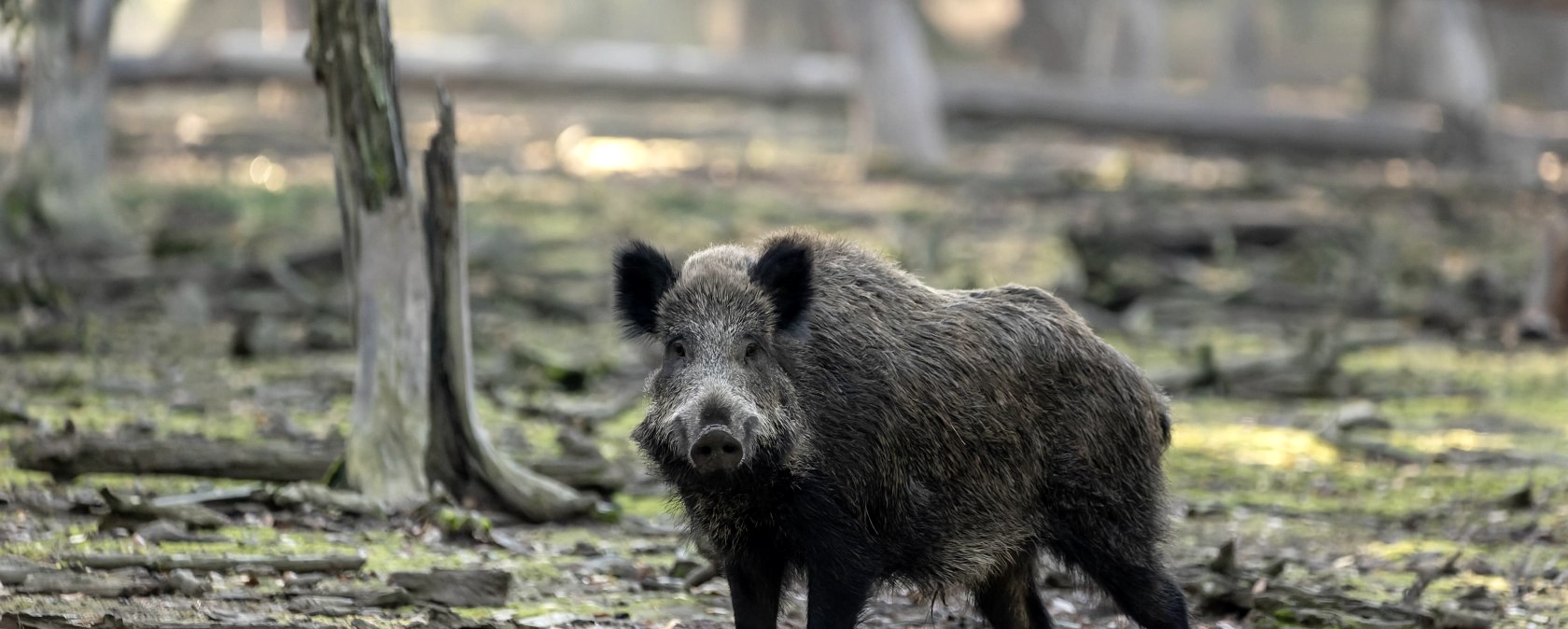 Wild boar, &copy; (c) ms_pics_and_more/Adobe Stock