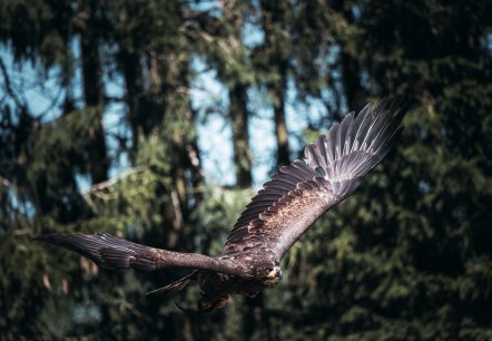 Steinadler in der Greifvogelstation Hellenthal, &copy; Johannes H&ouml;hn