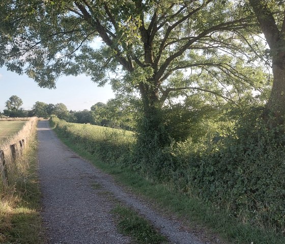 Krauthausen Summer Trail, July&ndash;August (co) Thei&szlig;en-Bra