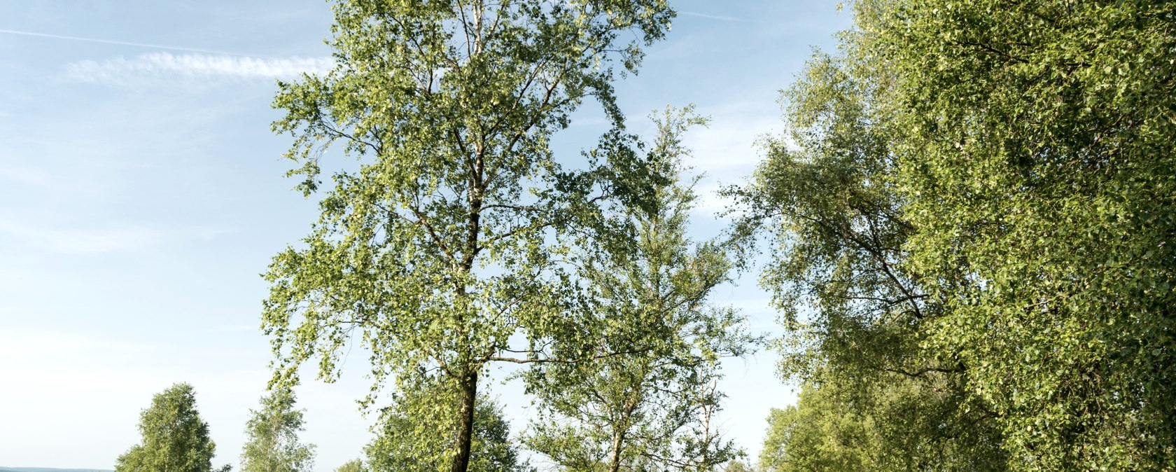 Struffelt Heide, &copy; Eifel Tourismus GmbH, Dominik Ketz