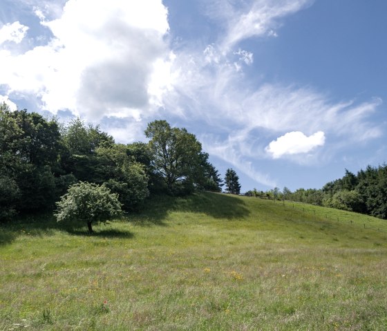 Gr&uuml;ne Wiese mit vereinzeltem Baum, umgeben von Wald. Blauer Himmel mit wei&szlig;en Wolken. Eifelspur Heideheimat., &copy; Nordeifel Tourismus GmbH