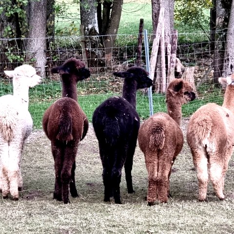 Llamas, &copy; J. Samans
