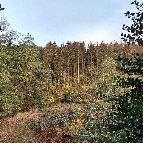 Herbstwald (co) Theißen-Braun