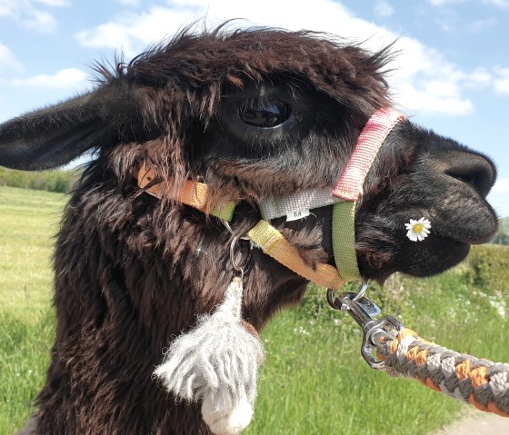 Lampakaland, &copy; Lampakaland