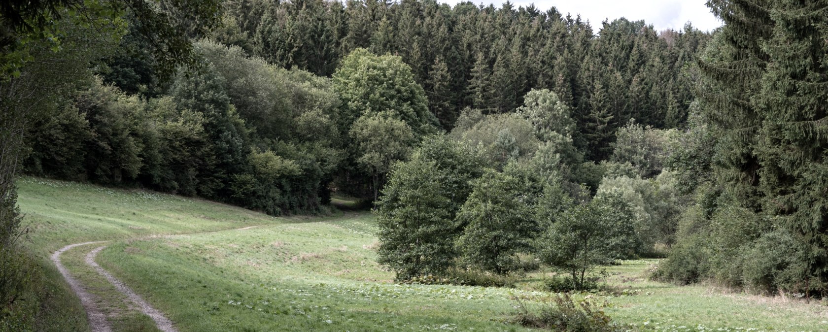 A narrow forest path winds its way through the green Schafbach valley, surrounded by dense trees and meadows., &copy; Nordeifel Tourismus
