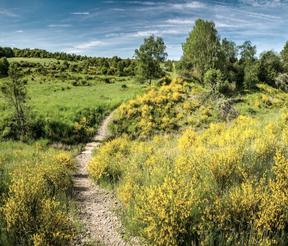 Gorse blossom on the Dreiborn plateau, &copy; Stadt Schleiden, Dominik Ketz