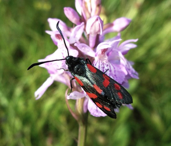 What's that crawling?, © Eifelgemeinde Nettersheim