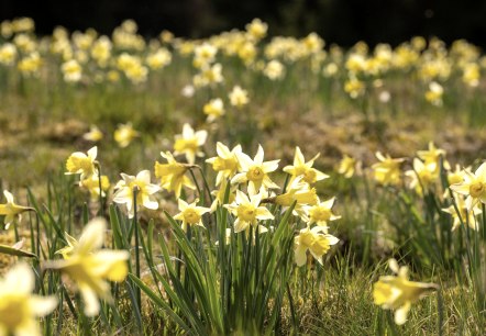 Wilde Narzissen im Oleftal, © Eifel Tourismus GmbH, Dominik Ketz