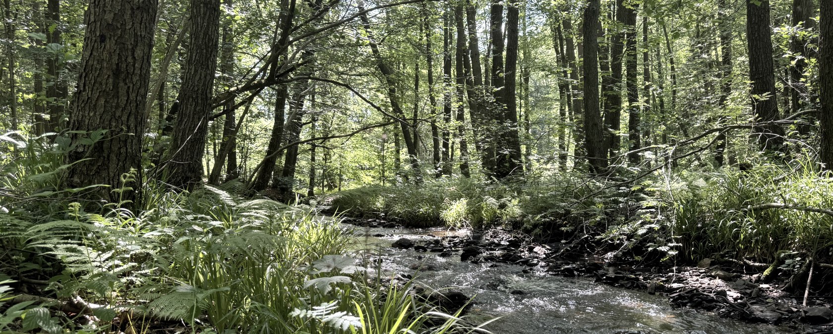 Bach an der Route, &copy; Rureifel-Tourismus e.V., Dennis Winands