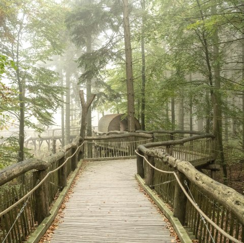 The wild path in the Eifel National Park, wooden footbridge, &copy; Nationalpark Eifel, Dominik Ketz