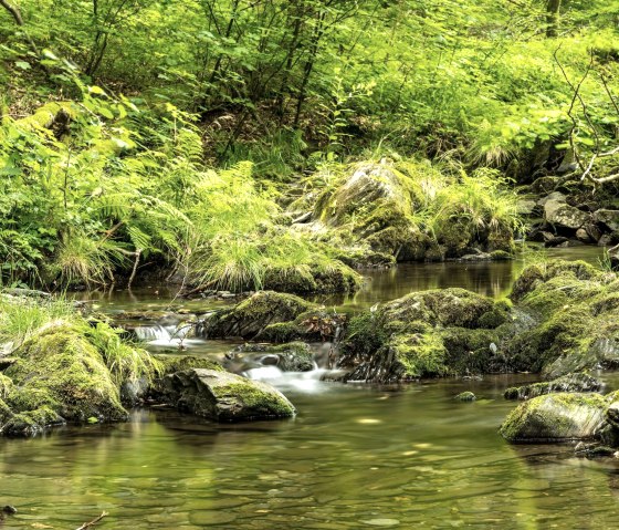 Wald2_D. Ketz