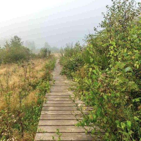 Sistig-Krekeler Heide, &copy; Paul Meixner