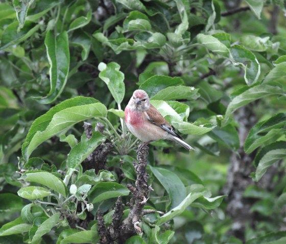 014, &copy; Nordeifel Tourismus GmbH & Das sportliche B&B