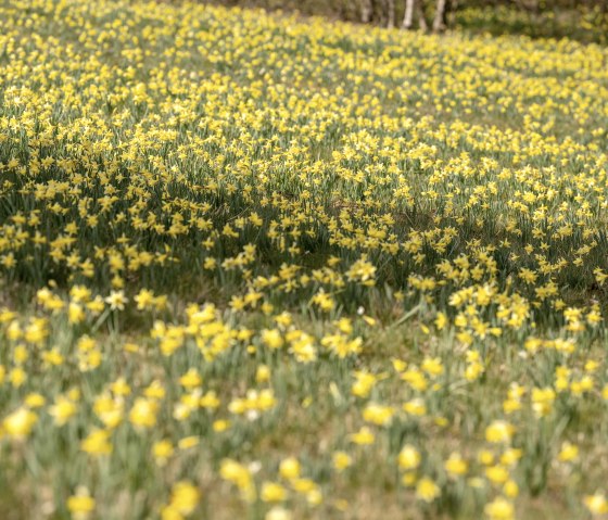 Bl&uuml;hende Narzissenwiese im Oleftal, &copy; Eifel Tourismus GmbH, Dominik Ketz
