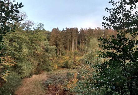 Herbstwald (co) Theißen-Braun