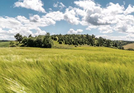 Blick zum kalvarienberg mit Wacholderheiden, &copy; Foto Achim Meurer