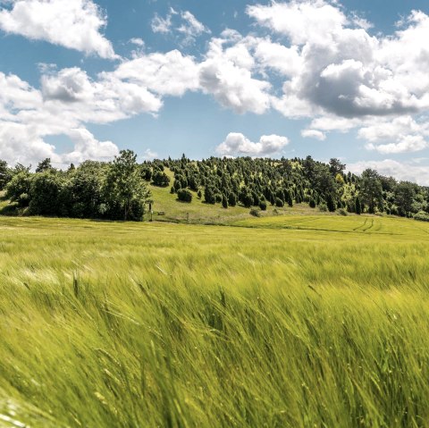 Blick zum kalvarienberg mit Wacholderheiden, &copy; Foto Achim Meurer