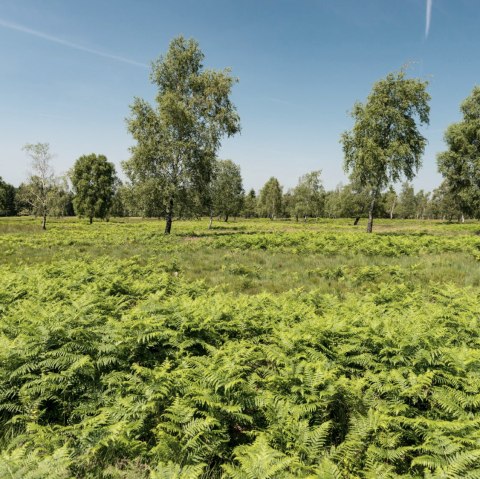 View of the Struffelt Heath, © Eifel Tourismus GmbH/D. Ketz