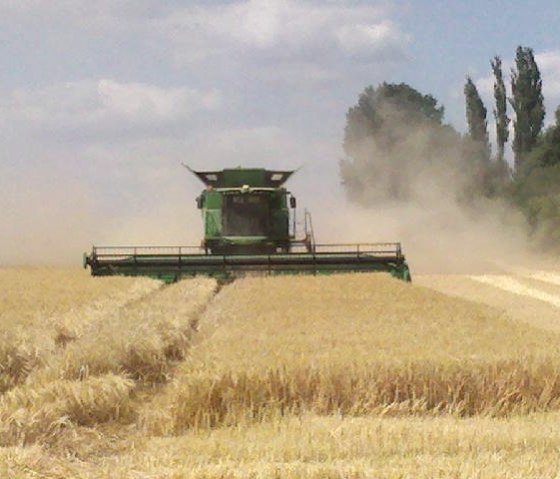 Grain harvest, © Nordeifel Tourismus GmbH & Pünderhof