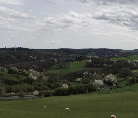 Herbstliche Schafwiese