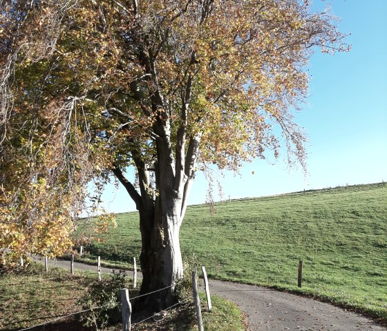 Entlang der Wanderung, &copy; Rureifel-Tourismus e.V.