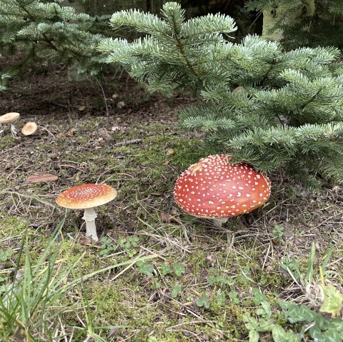 Erleben Sie den Wald!, &copy; Anne Knein