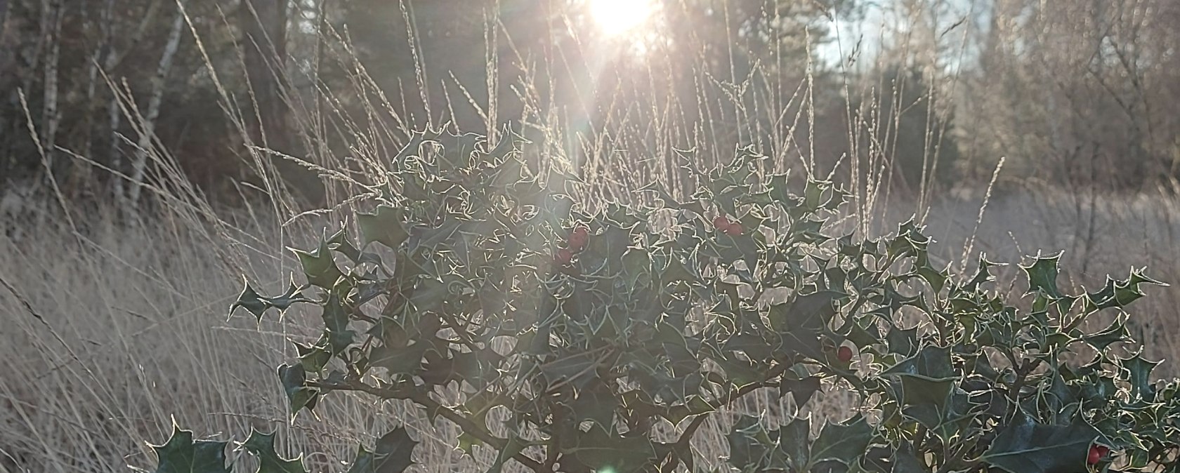 Winter Ilex Frost (co) Thei&szlig;en-Braun