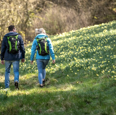 Wanderer bei den Narzissenwiesen, &copy; Eifel Tourismus GmbH, Dominik Ketz