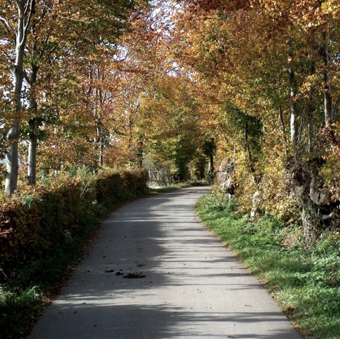 Herbstlicher Weg ges&auml;umt von bunten B&auml;umen und Hecken, ideal f&uuml;r eine Wandertour., &copy; Monschauer Land