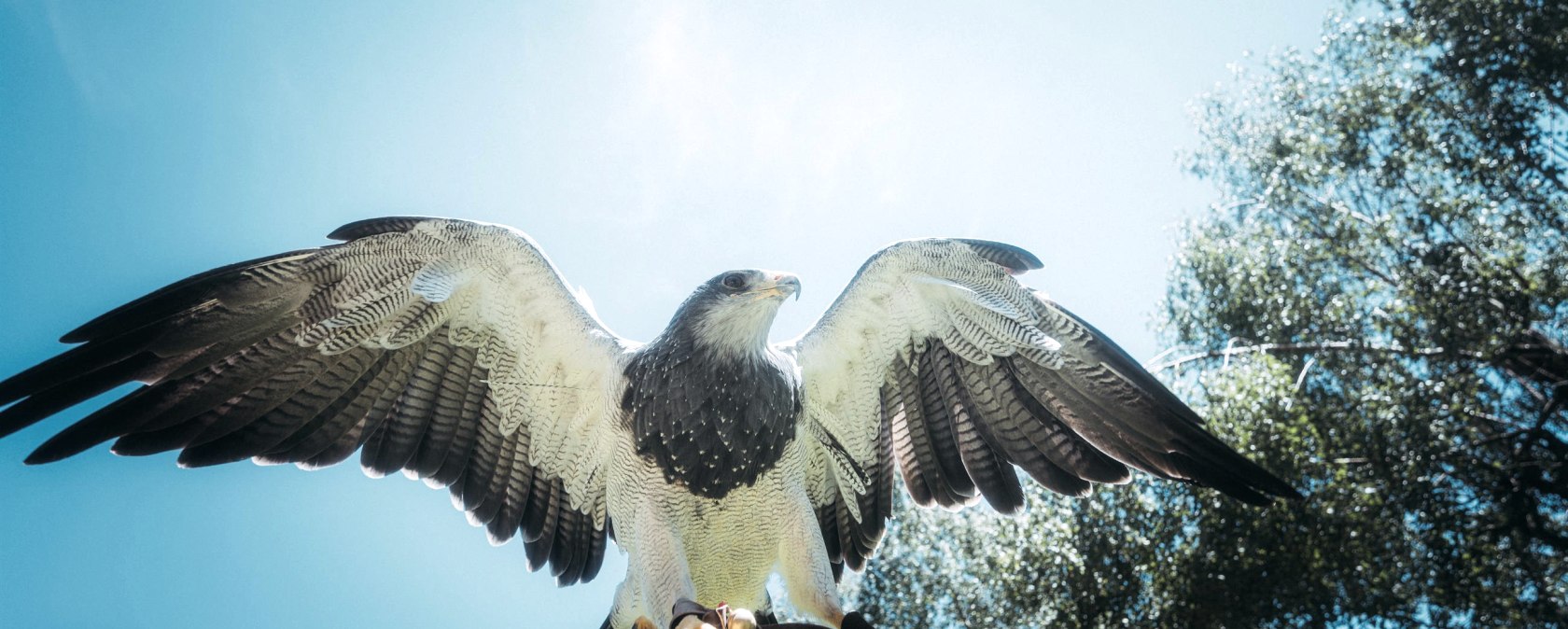 Raubvogel in der Greifvogelstation Hellenthal, &copy; Johannes H&ouml;hn
