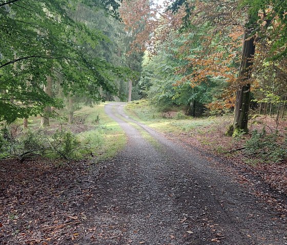 Herbst Buchenweg Lammersdorf Oktober (co) Thei&szlig;en-