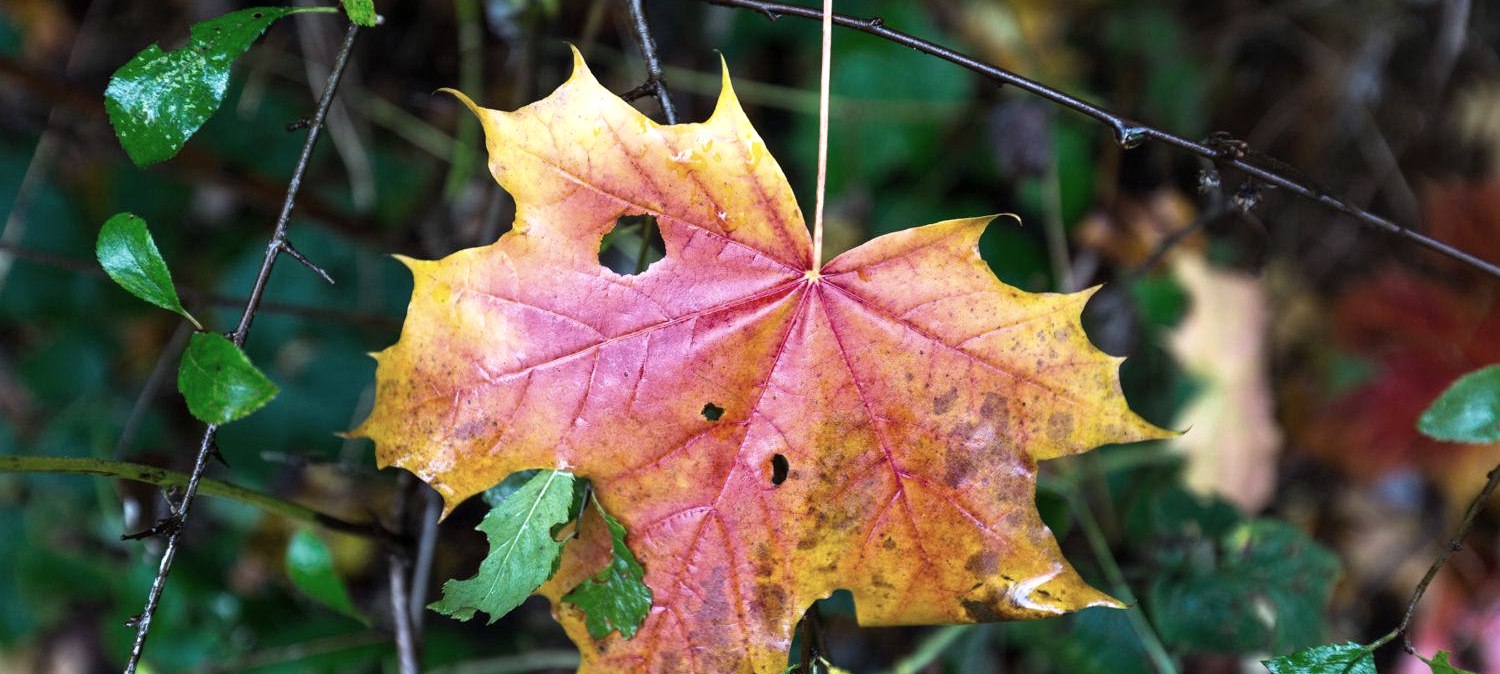 Herbstliche Wandererlebnisse, &copy; Frank Wiesen