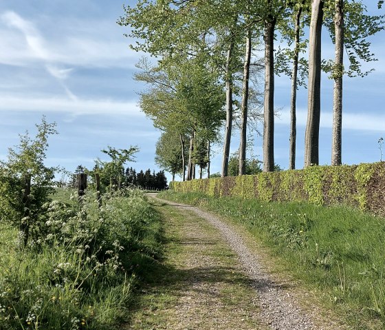 Buchenhecke Weg hellgr&uuml;n Konzen April-Mai (co) The