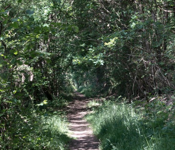 A narrow forest path winds its way through dense, green vegetation in the Eifel forest., &copy; Nordeifel Tourismus GmbH