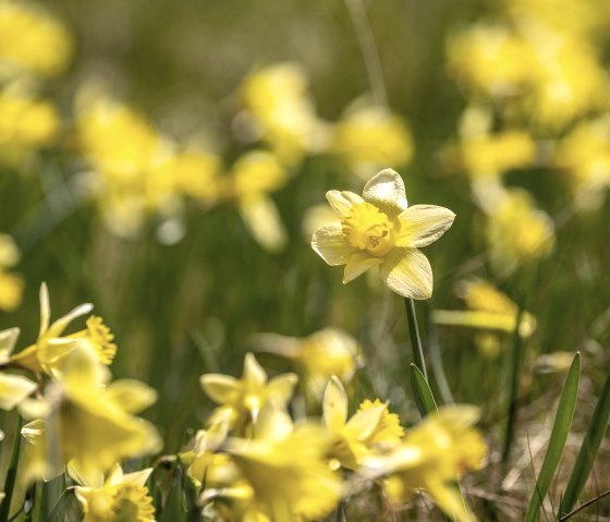 Narzissen rund um Monschau, &copy; St&auml;dteregion Aachen, Dominik Ketz
