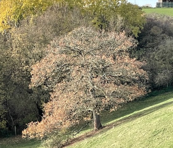 Pferdekoppel neben dem Haus