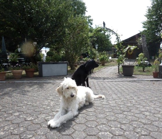 6 P1130968, &copy; Nordeifel Tourismus GmbH & Ferienwohnung Sch&ouml;ne Aussicht