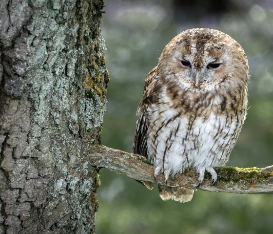 Klausi-Mausi im Wildpark Schmidt, &copy; Wildpark Schmidt
