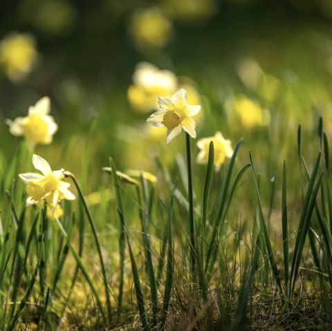 Narzissen, &copy; Eifel Tourismus GmbH, Dominik Ketz