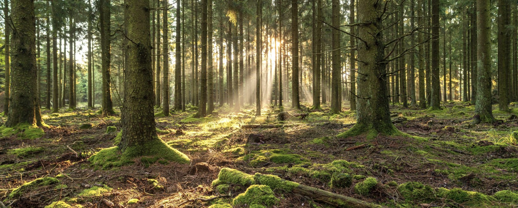 Sonnenaufgang im Wald, © Nordeifel Tourismus GmbH - Paul Meixner