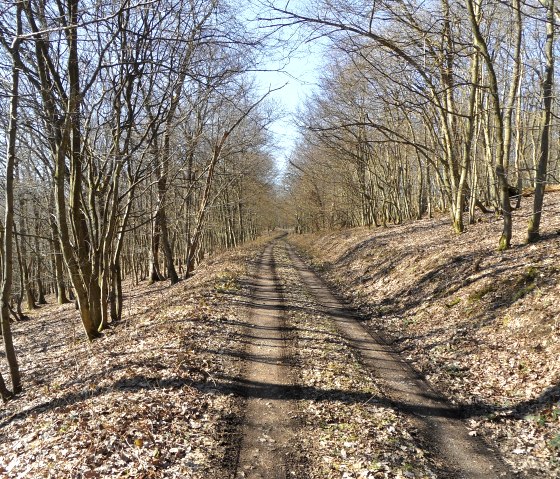 Durch den herbstlich bunten Wald, &copy; Eifel-Yeti