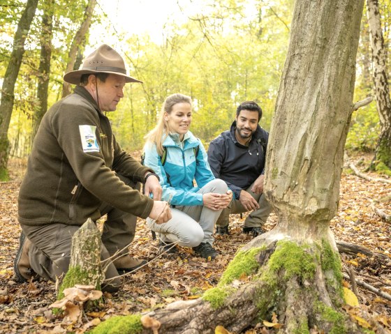 Biberspuren auf dem Wildnis-Trail, &copy; Eifel Tourismus GmbH, Dominik Ketz