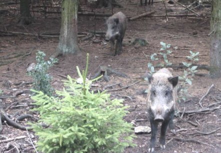 Wildschweine im Schwarzwildpark, &copy; Archiv der St&auml;dteRegion Aachen