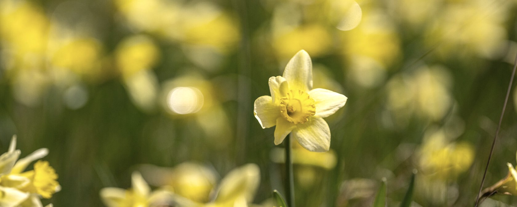 Narzissenwiesen im Perlenbachtal, &copy; St&auml;dteregion Aachen, Dominik Ketz