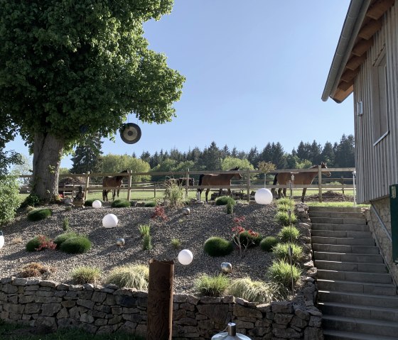 Horse paddock