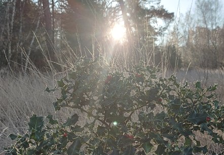 Winter Ilex Frost (co) Thei&szlig;en-Braun
