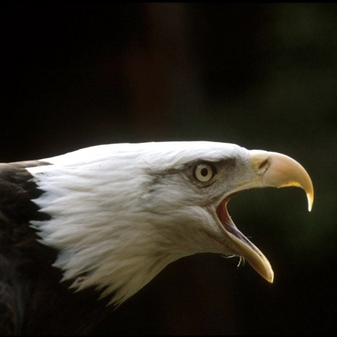 Hellenthal bird of prey station & wildlife enclosure, © Greifvogelstation & Wildfreigehege Hellenthal