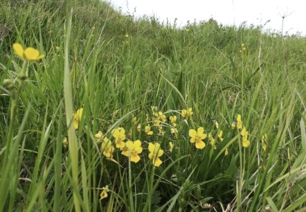 Galmeiveilchen am Naturschutzgebiet Schlangenberg, &copy; Stolberg-Touristik