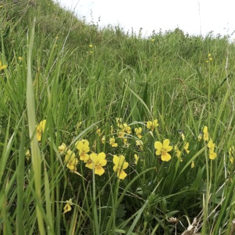 Galmeiveilchen am Naturschutzgebiet Schlangenberg, &copy; Stolberg-Touristik